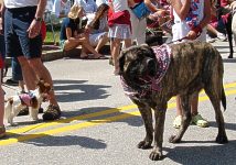 English mastiff