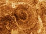 Arachnoids on Venus