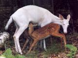 albino doe