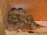 baby kingbirds