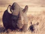 black rhinocerous