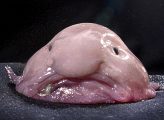 blobfish