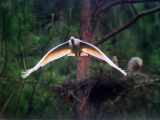 crested ibis