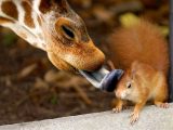 giraffe and squirrel