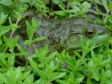 hiding frog