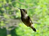 hummingbird at feeder