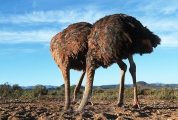 ostriches hiding their heads in the sand