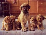 Cocker Spaniels & Great Dane