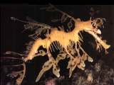 leafy sea dragon