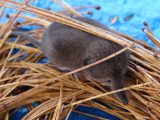 Shrew hiding in pine needles