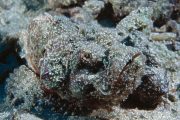 stonefish (camouphlage)