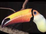 tucan