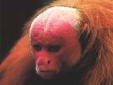 uakari