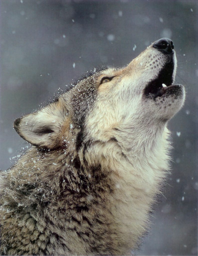 http://www.wolaver.org/animals/wolf.jpg