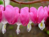 bleeding heart