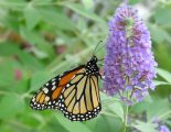 Monarch on butterfly bush