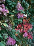 Hydrangea. Click for larger image.