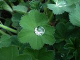 Lady's Mantle with water-diamond