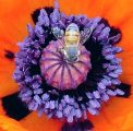 bee on oriental poppy