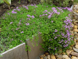 thyme