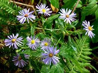 New England aster