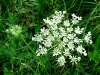 Queen Anne's lace with a  "drop of blood" 
 from when she pricked her finger