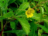 canadian dwarf cinquefoil