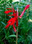 cardinal flower