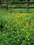 common buttercup