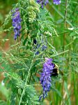 cow vetch