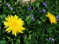 dandelion (tooth of the lion)