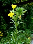 evening primrose