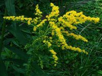 rough-stemmed goldenrod