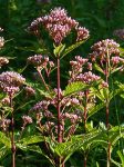 Joe-Pye Weed
 (Eupatorium fistulosum)