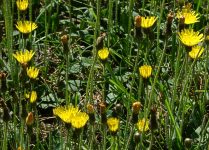 meadow hawkweed