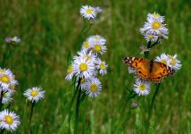 Philadelphia fleabane