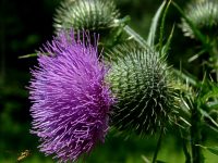 thistle blossom 
(note bee lower left)