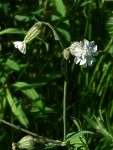 white campion