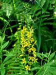 whorled loosestrife