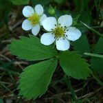 wild strawberry